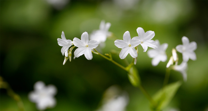 World Longevity Town—Bama